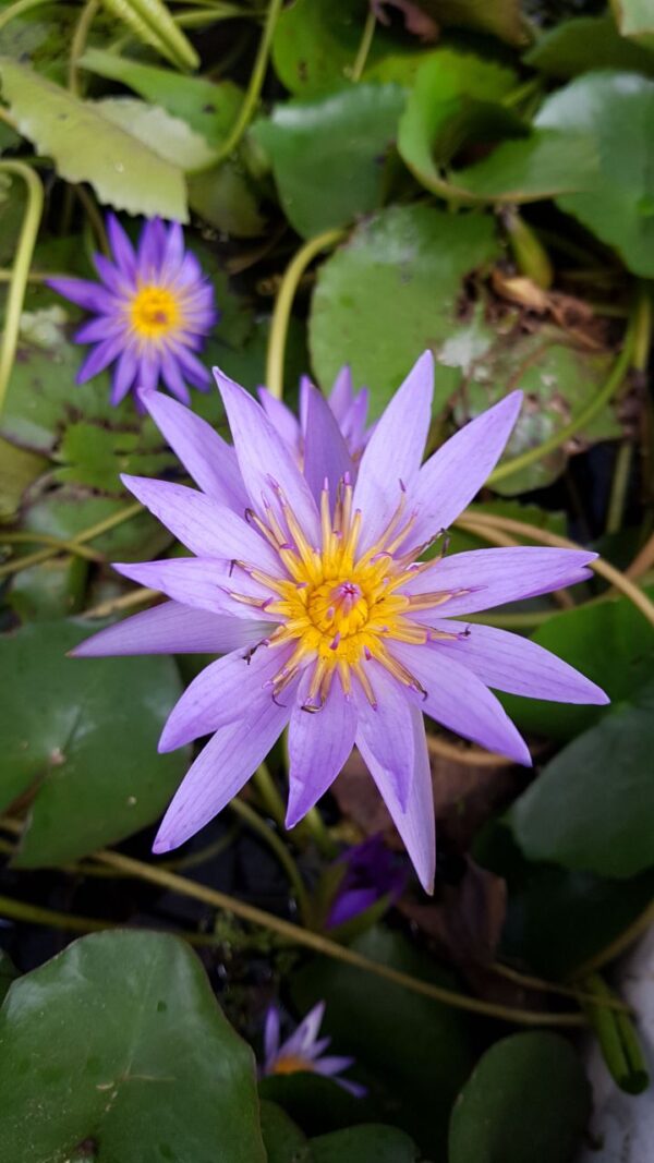 Nenúfar (Nuphar Sm.)