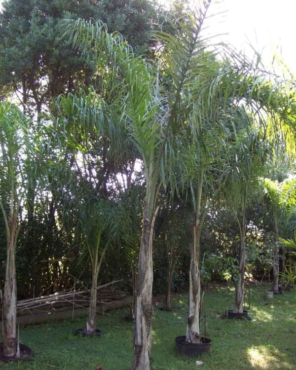 Palmera Pindo (Arecastrum Romanzoffianum) 10 LTS - Imagen 2