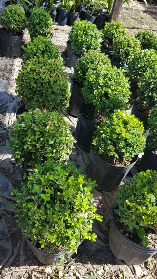 Buxus Bocha Topiario, 4lts
