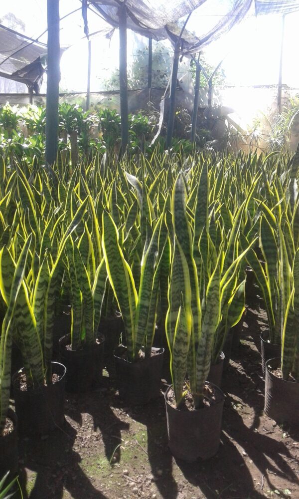 Sansevieria 3 LTS - Imagen 2