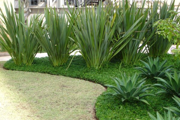 Phormio verde, 10lts - Imagen 3