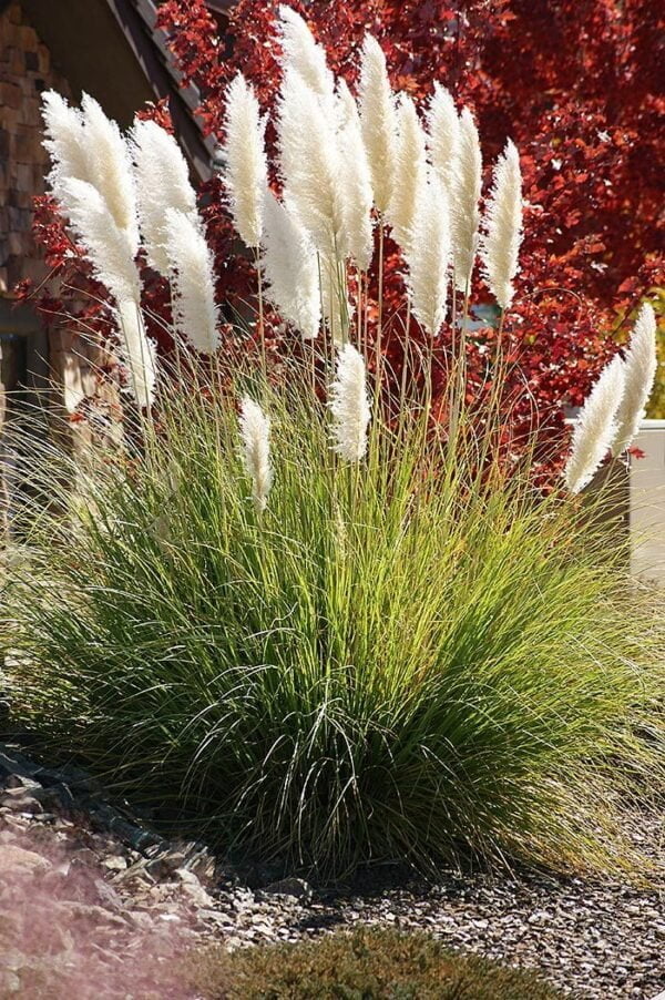 Pampa Grass Enano (Cortaderia Selloana "Pumila") - Imagen 2