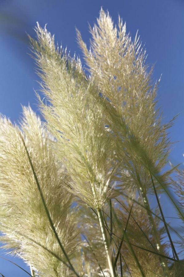 Pampa Grass Enano (Cortaderia Selloana "Pumila")