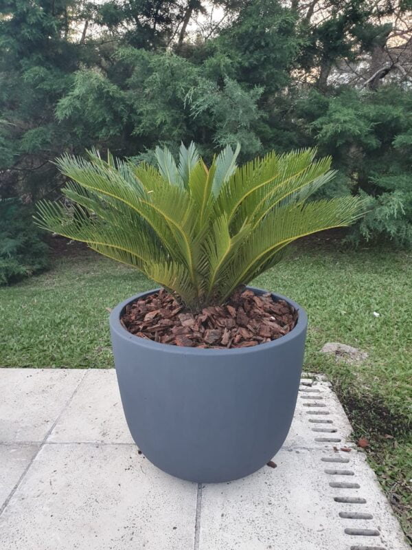 Maceta cuenco salteño 55x45cm + Cyca Revoluta