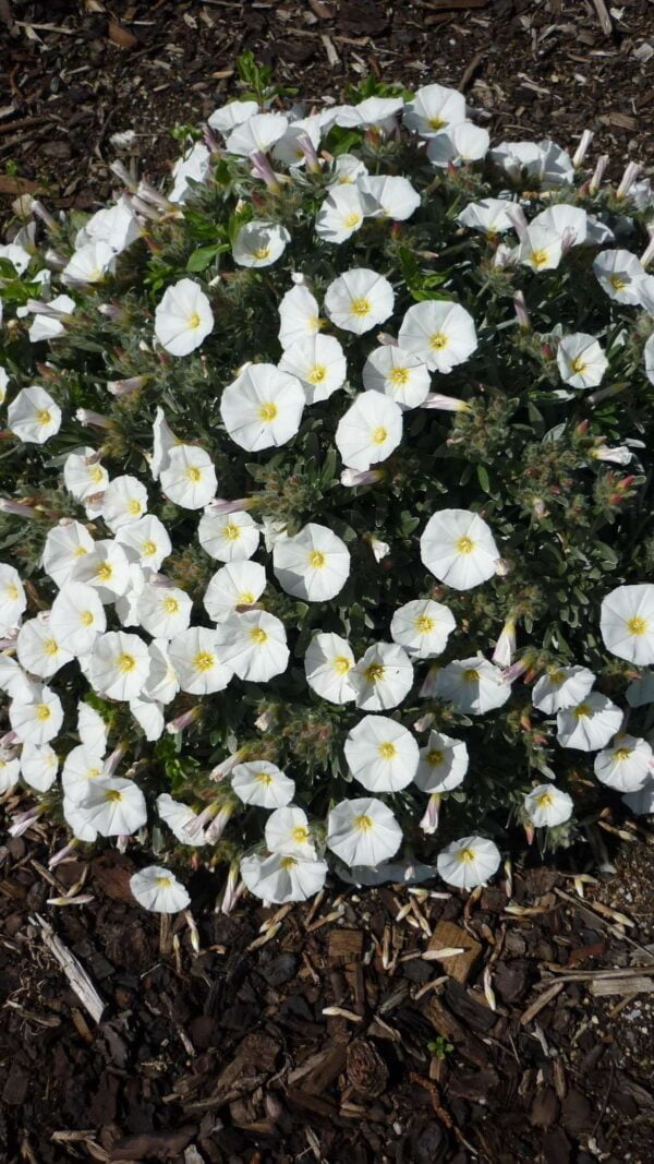 Convolvulus Cneorum 3 LTS - Imagen 3