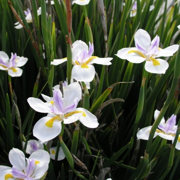 Dietes Grandiflora, 3lts