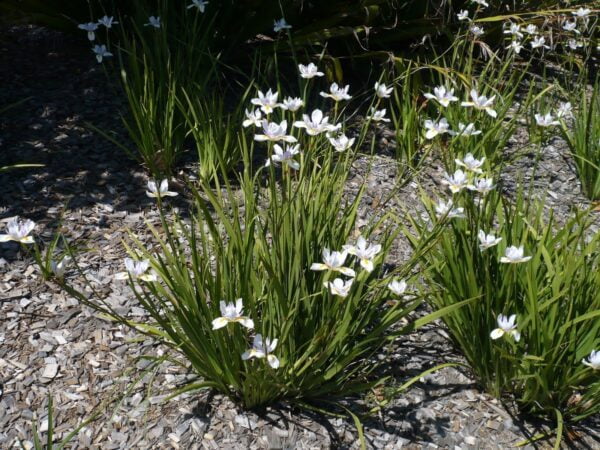 Dietes Grandiflora, 3lts - Imagen 2