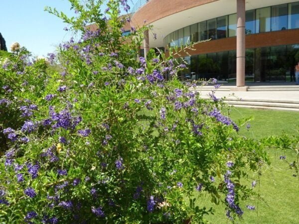 Duranta Repens, 4lts - Imagen 2
