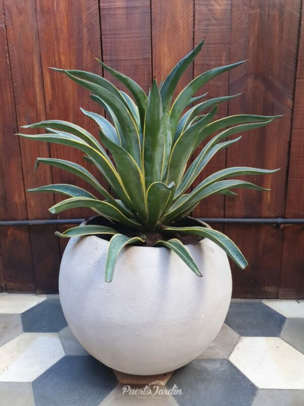 Maceta esfera 37x37cm + Agave