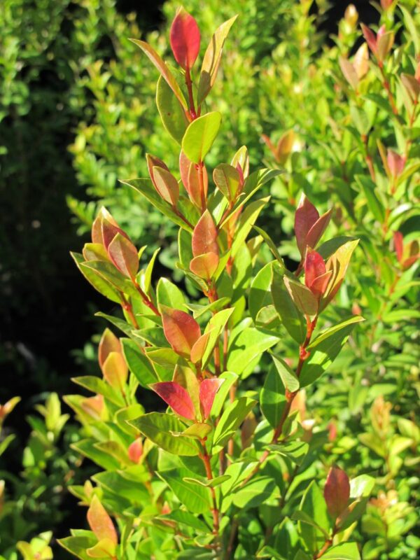 Eugenia Myrtifolia, 10lts