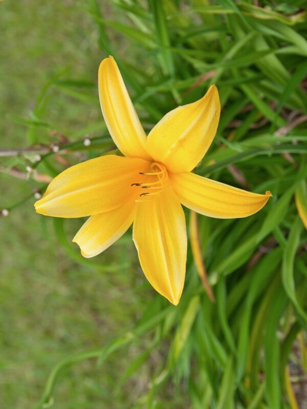 Flor de un día (Hemerocallis), 3lts - Imagen 2