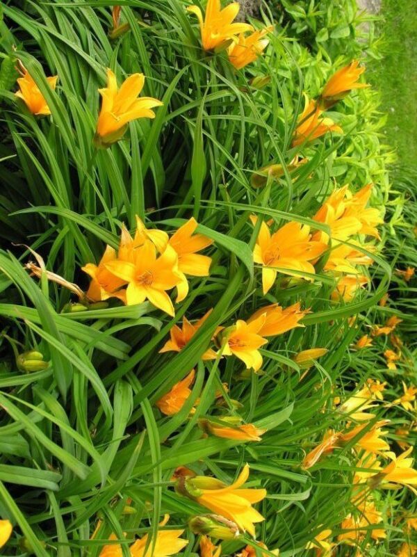 Flor de un día (Hemerocallis), 3lts