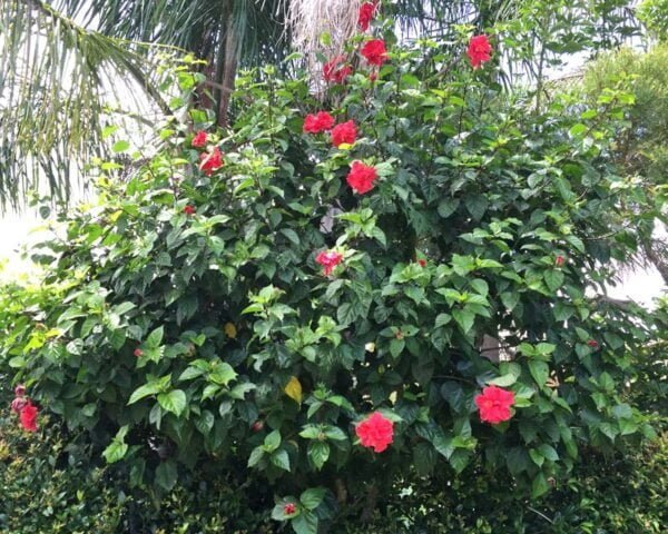 Rosa de China (Hibiscus Rosa-Sinensis), 3lts - Imagen 2
