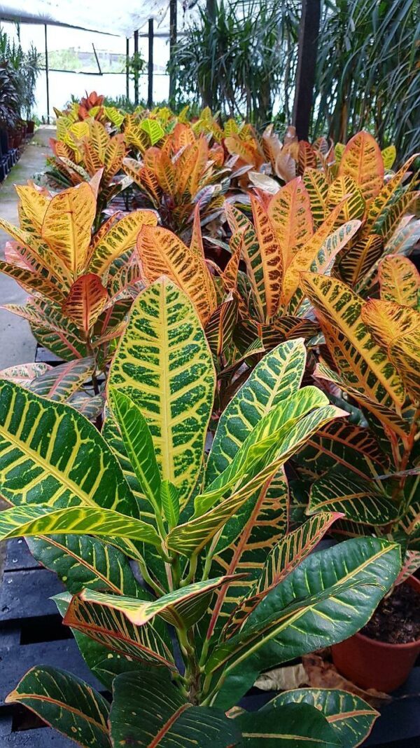 Croton