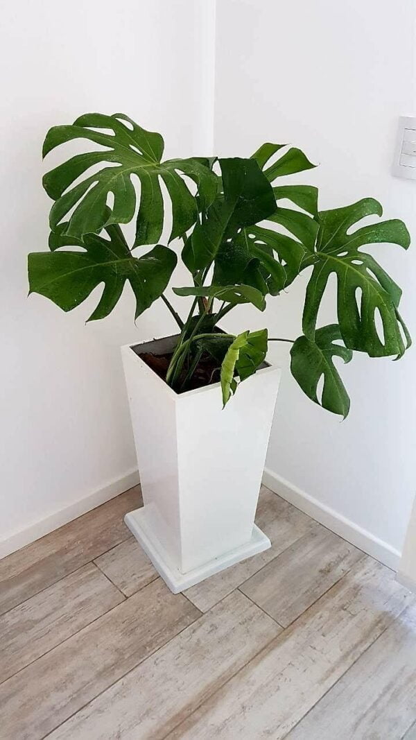 MACETA PIRAMIDAL 30X60 DE FIBRA DE VIDRIO + MONSTERA DELICIOSA