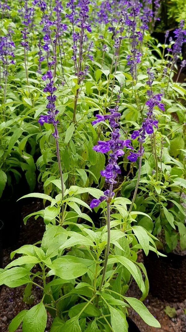 Salvia Guaranítica, 3lts - Imagen 2