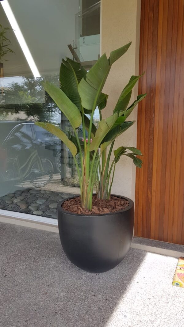 Maceta cuenco salteño 67x57cm + Strelitzia Nicolai