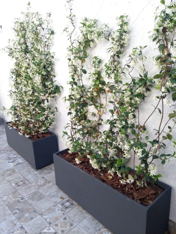 Maceta Jardinera 100x30x30cm + Jazmín de Leche
