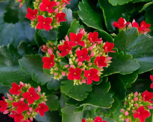 Kalanchoe M12