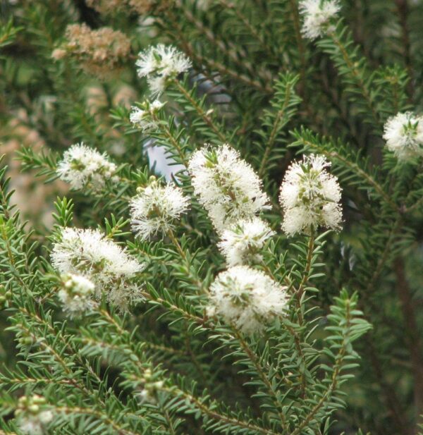 Melaleuca Linearifolia 10 LTS