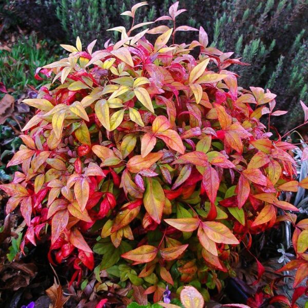 Nandina Firepower, 4lts