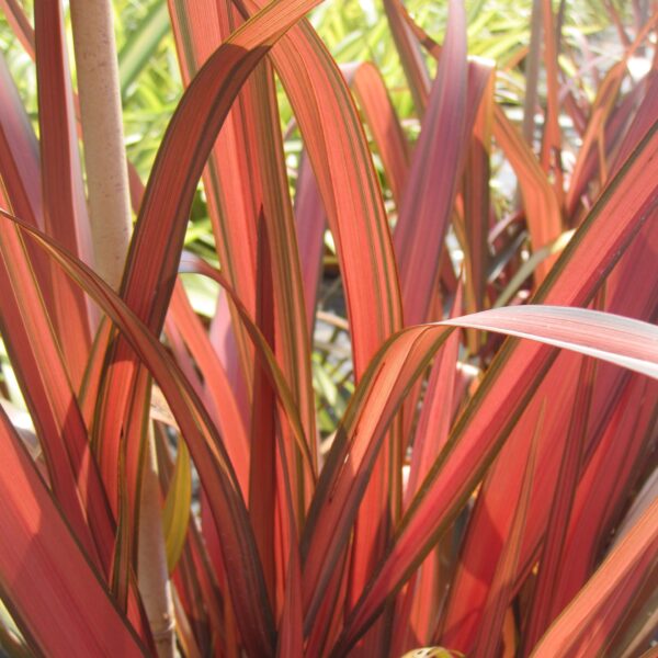 Phormio Rubra 10 LTS