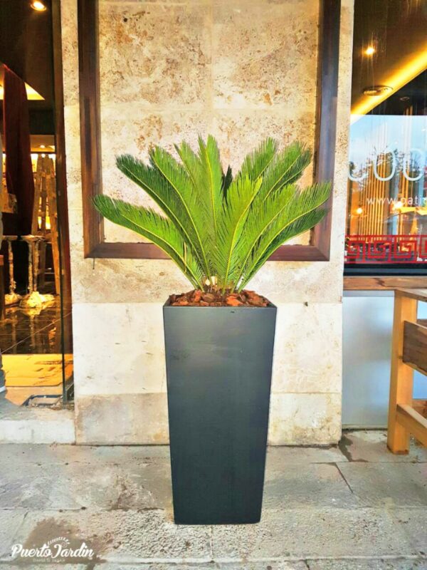 Maceta piramidal 35x70cm + Cyca Revoluta