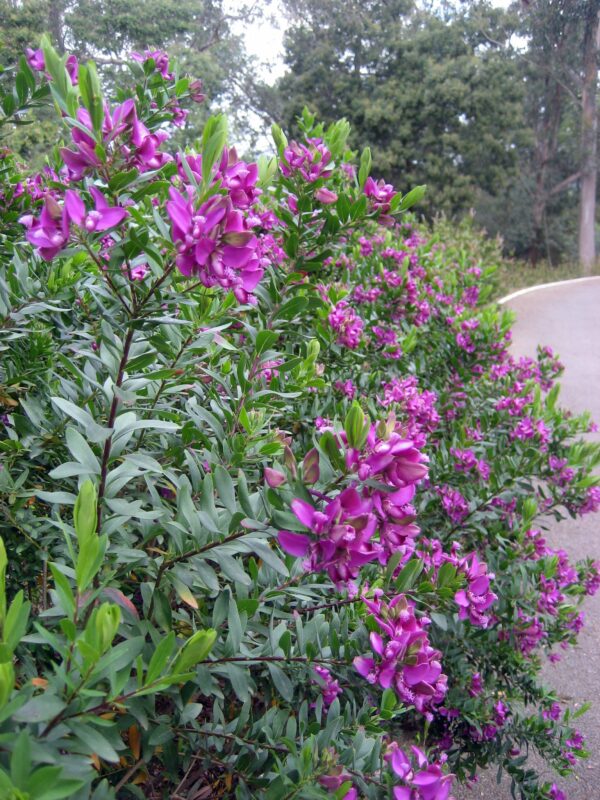 Polygala - Polygala myrtifolia 3 LTS - Imagen 2
