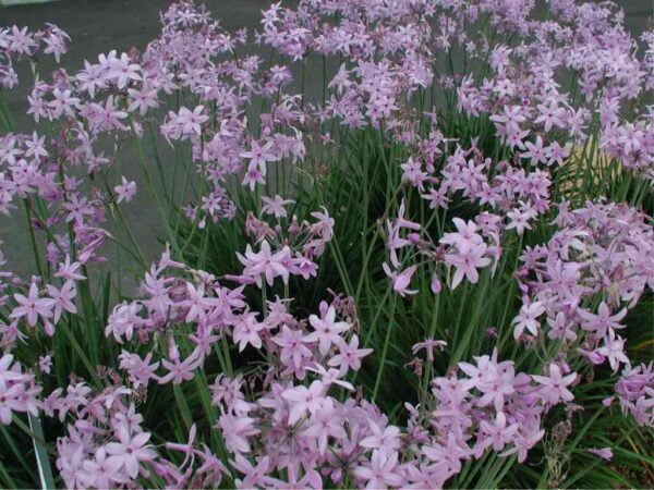 Tulbaghia Violacea 3 LTS - Imagen 2
