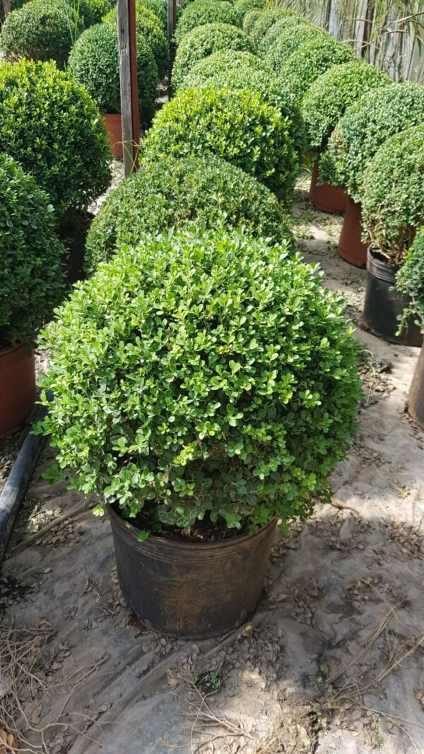 Buxus Bocha Topiario, 10lts