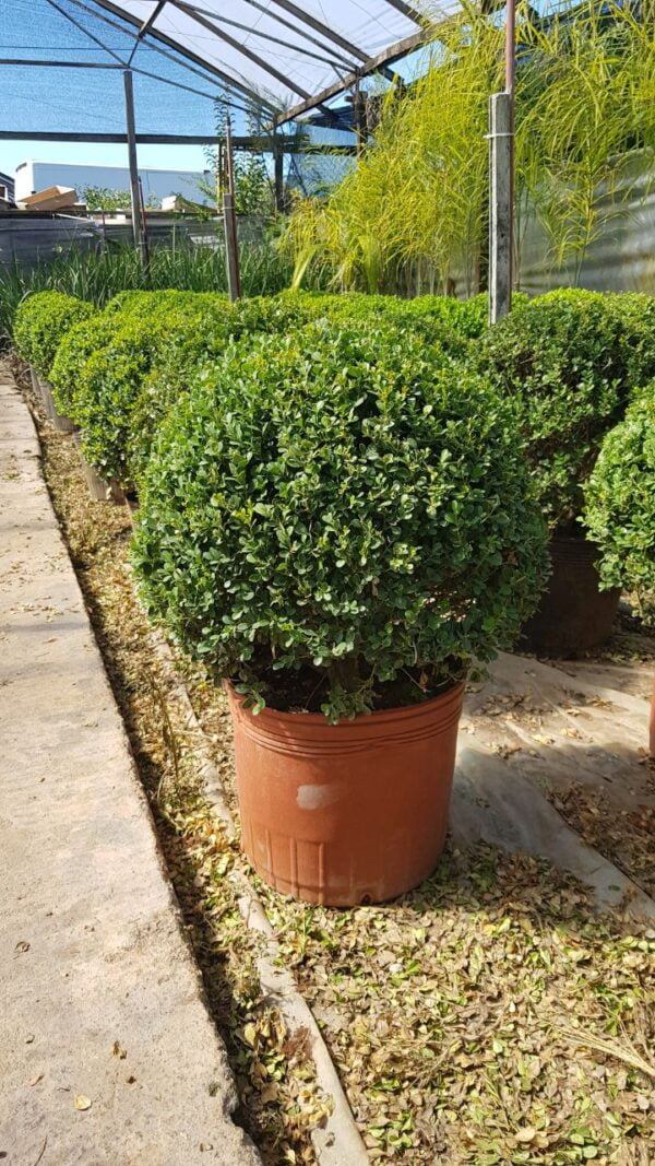 Buxus Bocha Topiario, 20lts