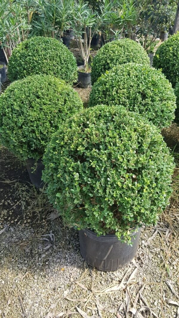 Buxus Bocha Topiario, 30lts