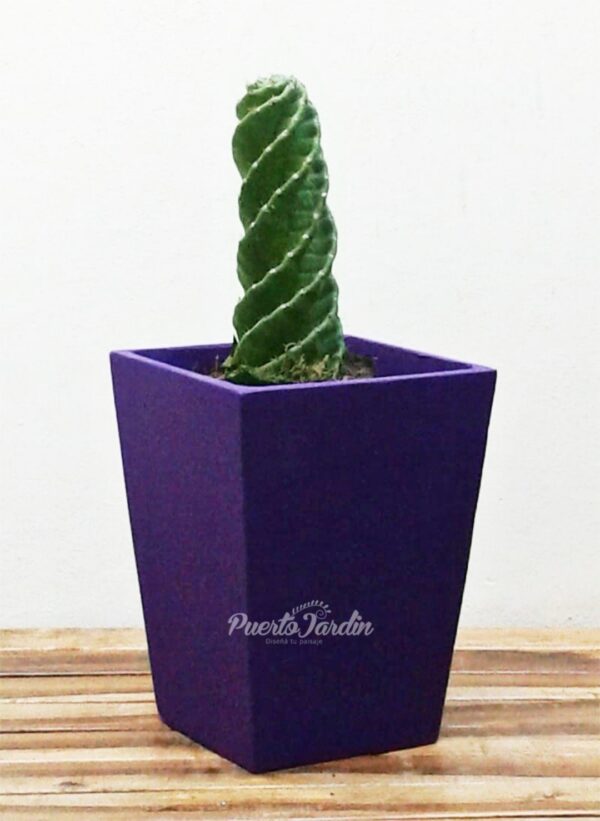 Maceta piramidal 30x40cm + Cactus Espiralado