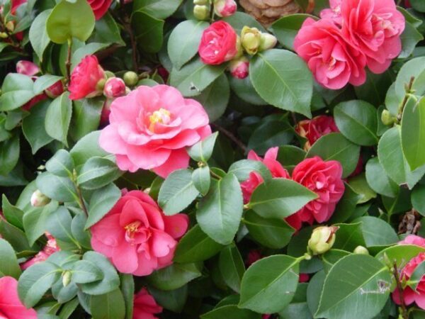 Camelia (Camelia japónica) (3 LTS)