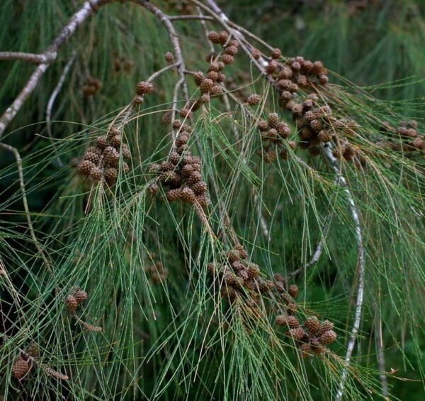 Roble de Río - Casuarina Cunninghamiana 4 LTS