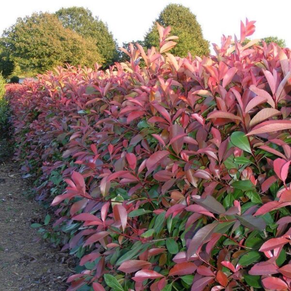 Photinia Fraseri, 4lts - Imagen 2