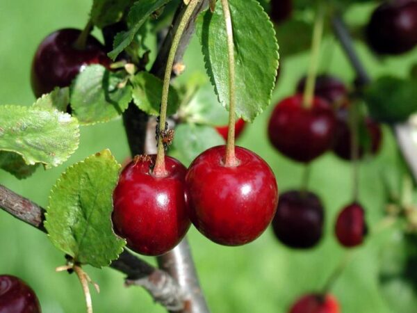 Cerezos