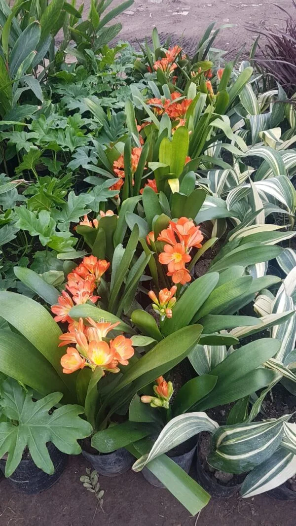 Clivia Miniata