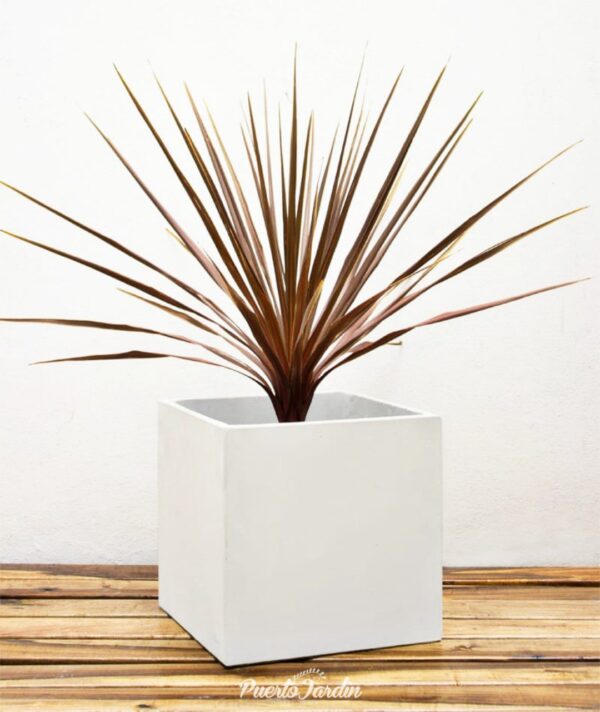 Maceta cubo 35x35 + Cordyline Australis rubra