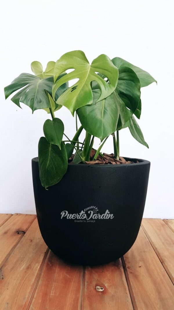 Maceta cuenco salteño 43x35cm + Monstera Deliciosa