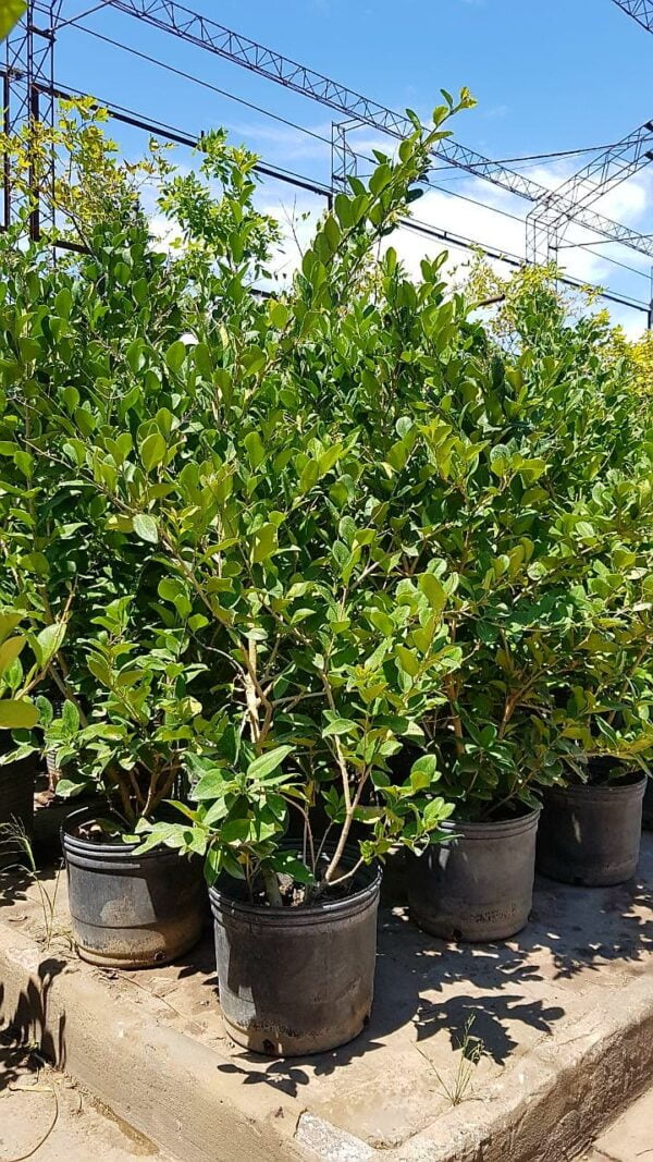 Ólea Texana, 4lts