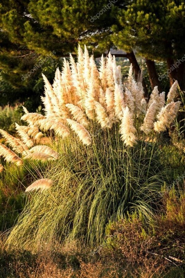 Pampa Grass (Cortaderia Selloana Argentum) 4LTS - Imagen 2