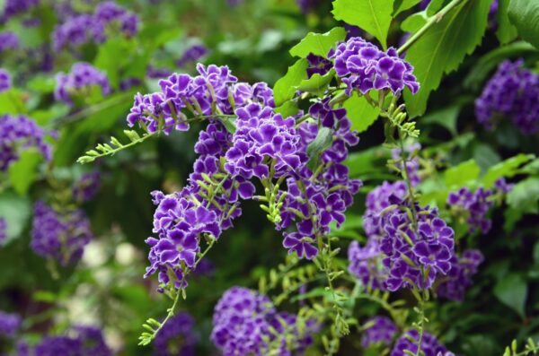 Duranta Repens, 4lts