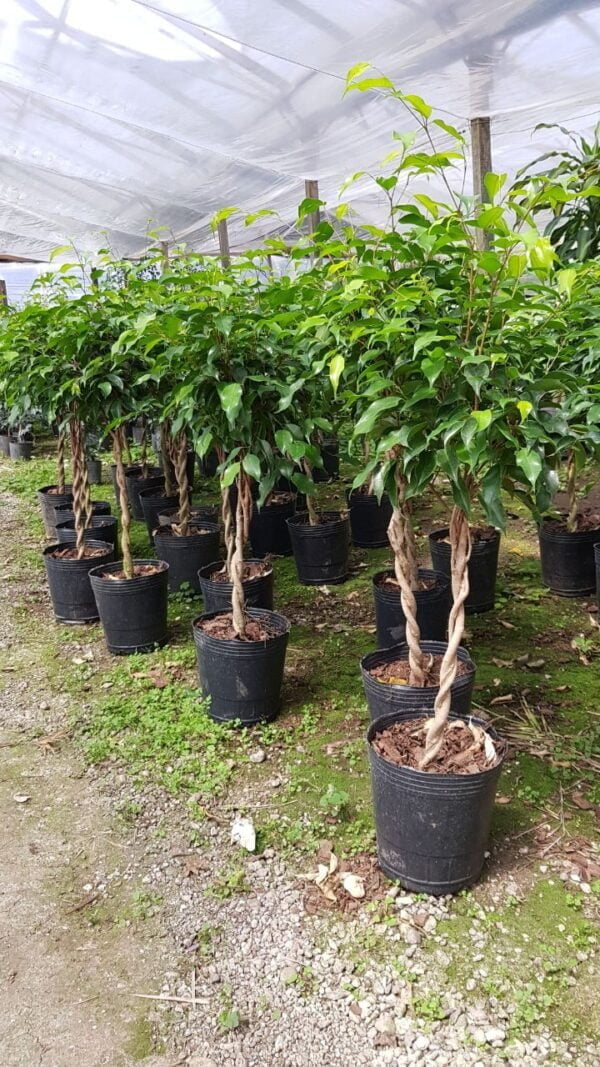 Ficus Benjamina Topiario Trenzado (50 cm)