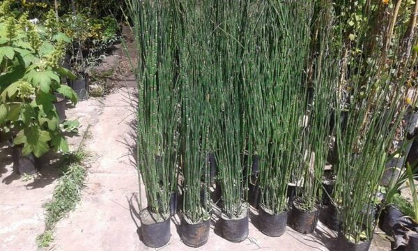 Cola de Caballo (Equisetum arvense) - Imagen 2