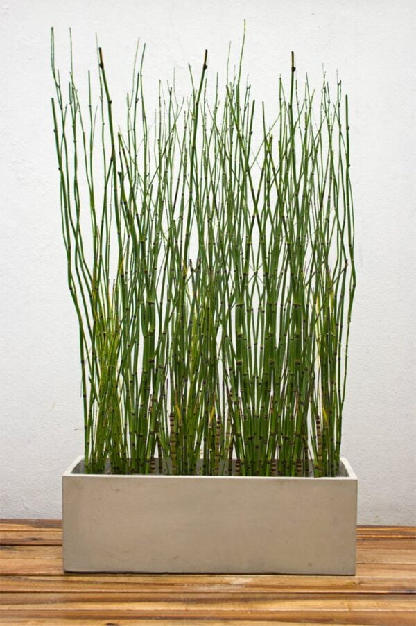 Maceta jardinera 60x22x20cm + Equisetum