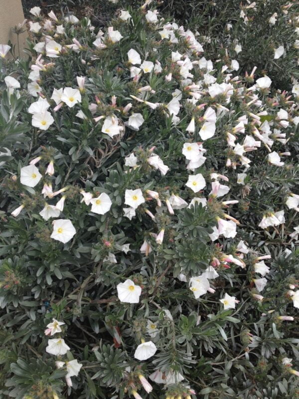 Convolvulus Cneorum 3 LTS - Imagen 2