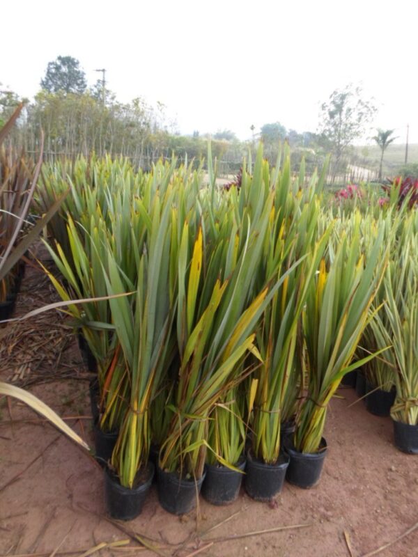 Phormio verde, 10lts - Imagen 2