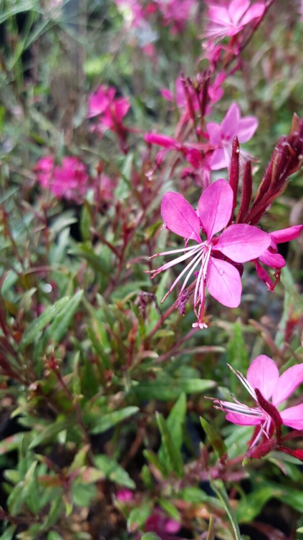 Gaura Rosa - Gaura lindheimeri 3 LTS