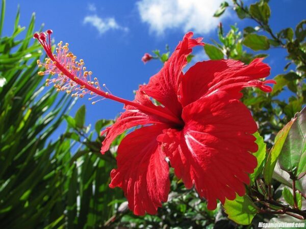 Rosa de China (Hibiscus Rosa-Sinensis), 3lts